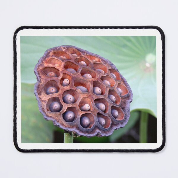Item preview, Lotus Seedhead designed and sold by coffeebean.