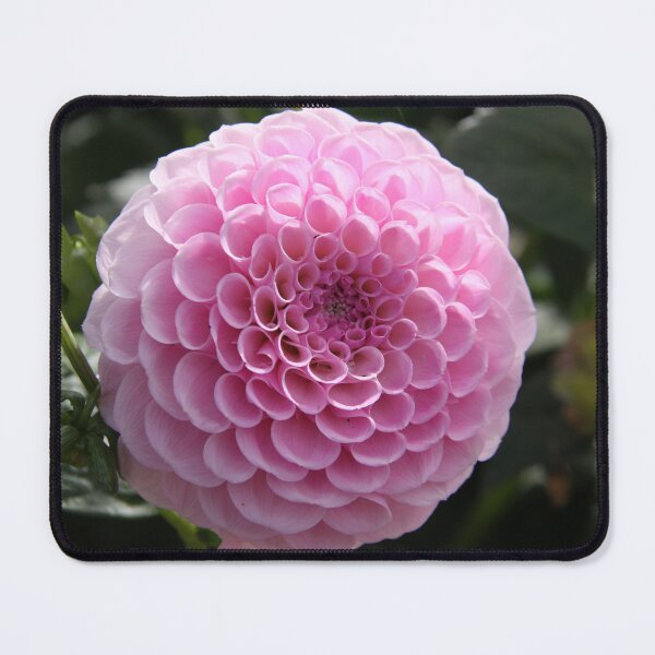 Item preview, Scalloped Pink designed and sold by coffeebean.