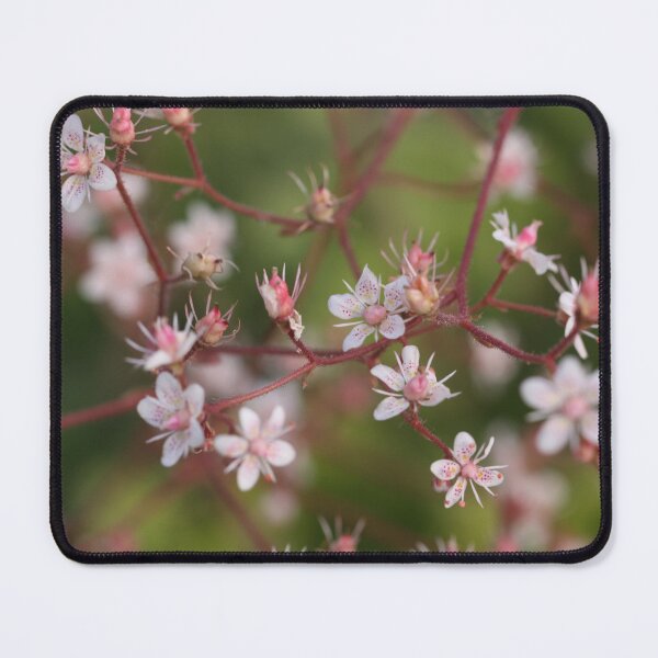 Item preview, Dainty designed and sold by coffeebean.
