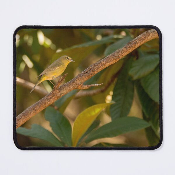 Item preview, Orange-crowned Warbler in the Tropical Zone designed and sold by Debra Martz.