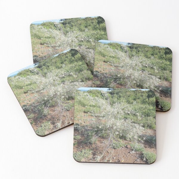 Item preview, A beautiful light green shrub in Kajiado Kenya. designed and sold by Jamesk82.
