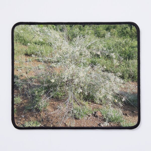 Item preview, A beautiful light green shrub in Kajiado Kenya. designed and sold by Jamesk82.