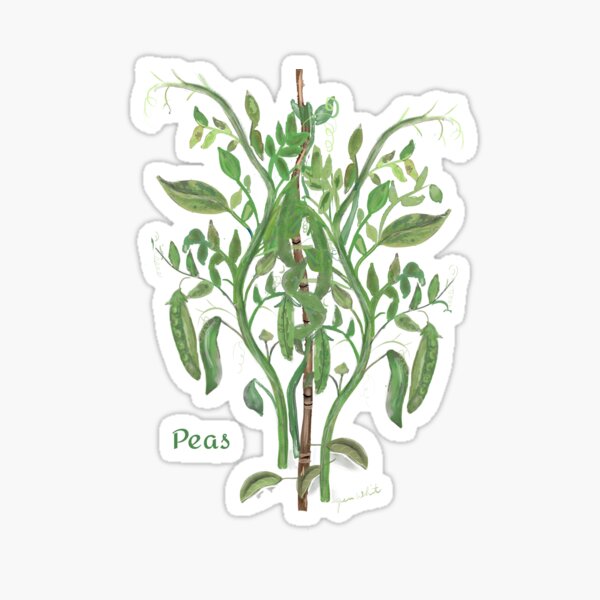 Item preview, Peas designed and sold by Jen Whitaker.