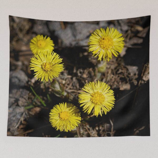 Item preview, Yellow five. Coltsfoot designed and sold by Jouko Lehto Photography.