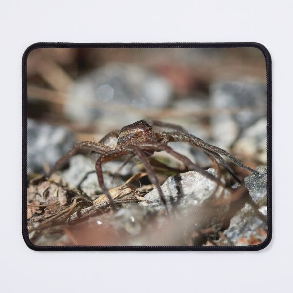 Item preview, The monster of the nightmares. Raft spider designed and sold by Jouko Lehto Photography.