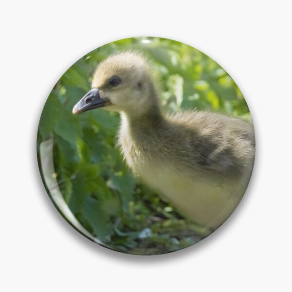 Item preview, Greylag Goose - Gosling designed and sold by LaurenTucker.