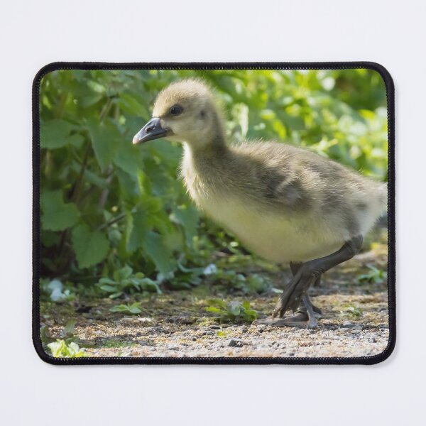 Item preview, Greylag Goose - Gosling designed and sold by LaurenTucker.