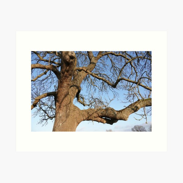 Item preview, Branching out designed and sold by David Amis Creative Digital Photography.