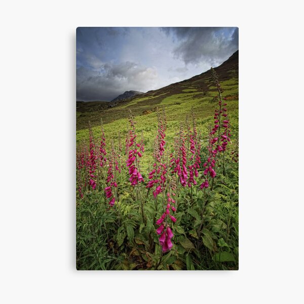 Item preview, Foxgloves, Ben Loyal, Sutherland, Scotland designed and sold by MaCross.