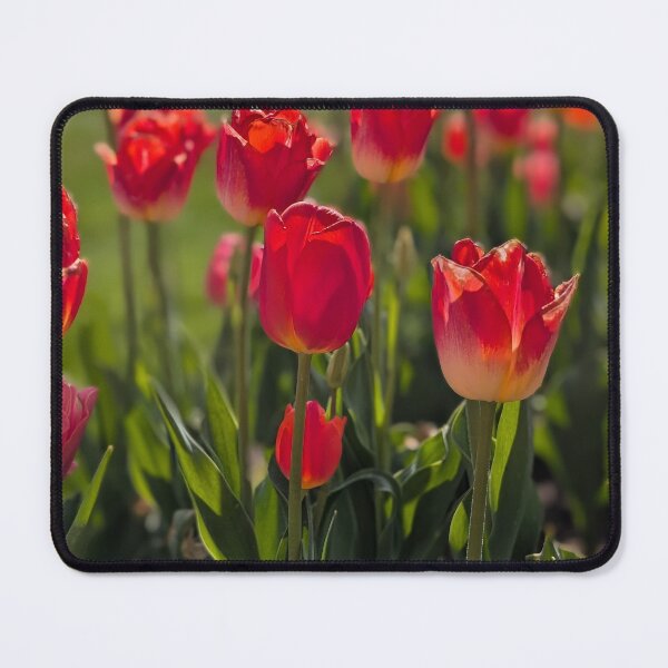 Item preview, Sunny Red Tulips 2 designed and sold by Amy Farley.