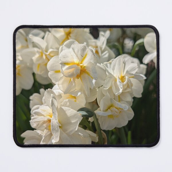 Item preview, White Ruffled Daffodils  designed and sold by Amy Farley.