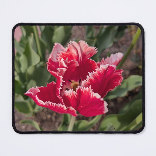 Item preview, Pink ruffled tulip designed and sold by Amy Farley.