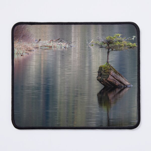 Item preview, Fairy Tree Vancouver Island designed and sold by LarsOlofPhoto.