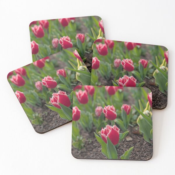 Item preview, Pink tipped red tulips designed and sold by Amy Farley.