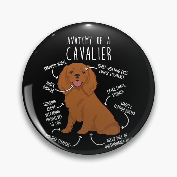 Item preview, Ruby Cavalier King Charles Spaniel Dog Anatomy designed and sold by Clara Hollins.