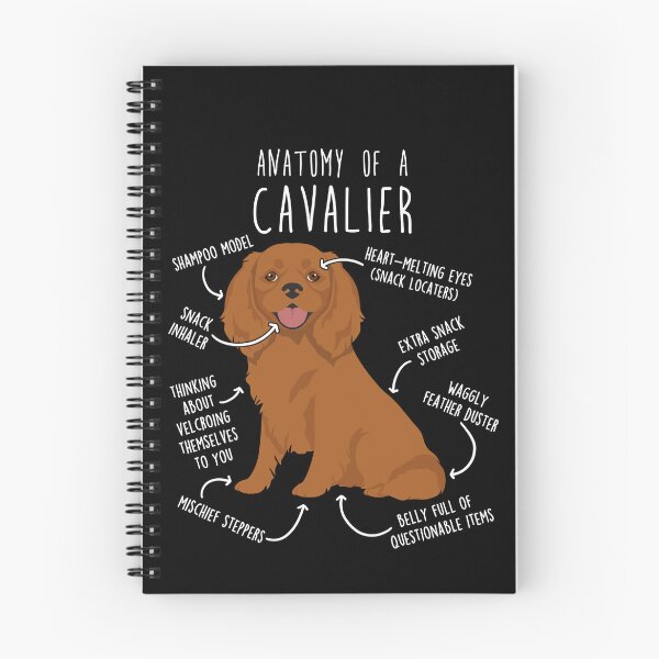 Artikelvorschau, Ruby Cavalier King Charles Spaniel Hundeanatomie entworfen und verkauft von Clara Hollins.