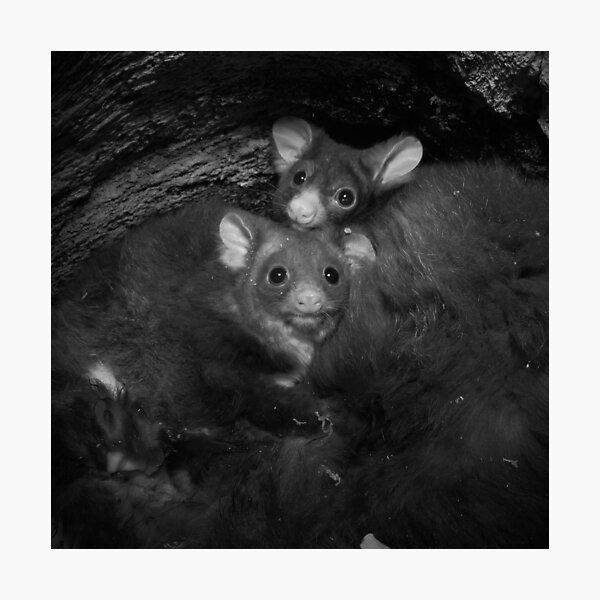 Item preview, Greater gliders inside a tree hollow designed and sold by anagracanin.