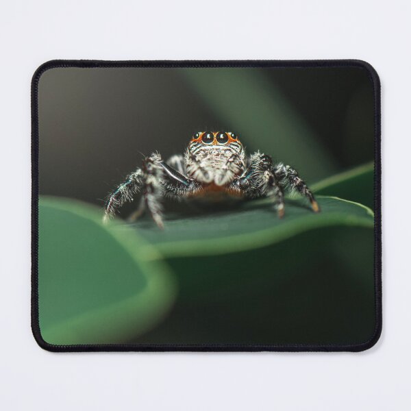 Item preview, Massive Garden Jumping Spider designed and sold by robdwildlife.