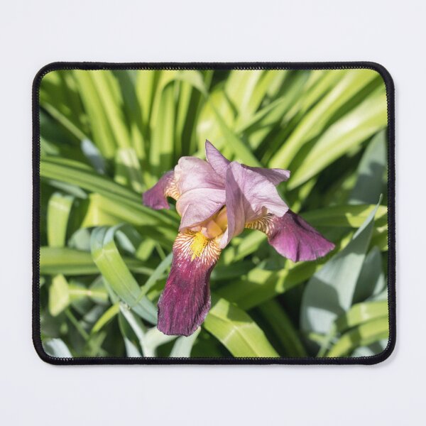 Item preview, Elegant Two-tone Iris Blossom designed and sold by Georgia Mizuleva.
