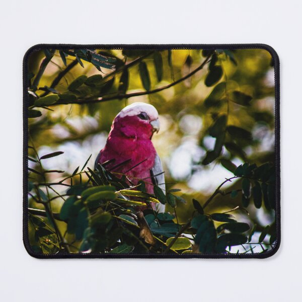 Item preview, Galah in a Tree designed and sold by Geoff Treagus.