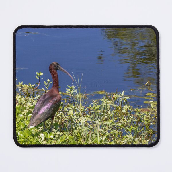 Item preview, Ibis at Lake Apopka designed and sold by jrtwynam.