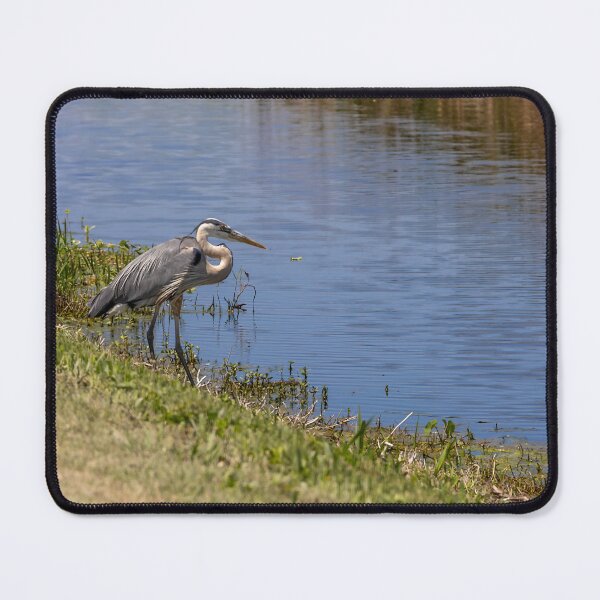 Item preview, Great Blue Heron at Lake Apopka designed and sold by jrtwynam.