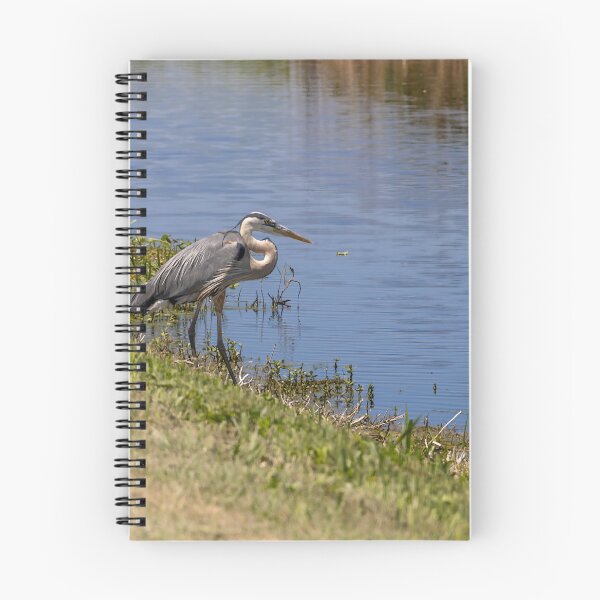 Item preview, Great Blue Heron at Lake Apopka designed and sold by jrtwynam.