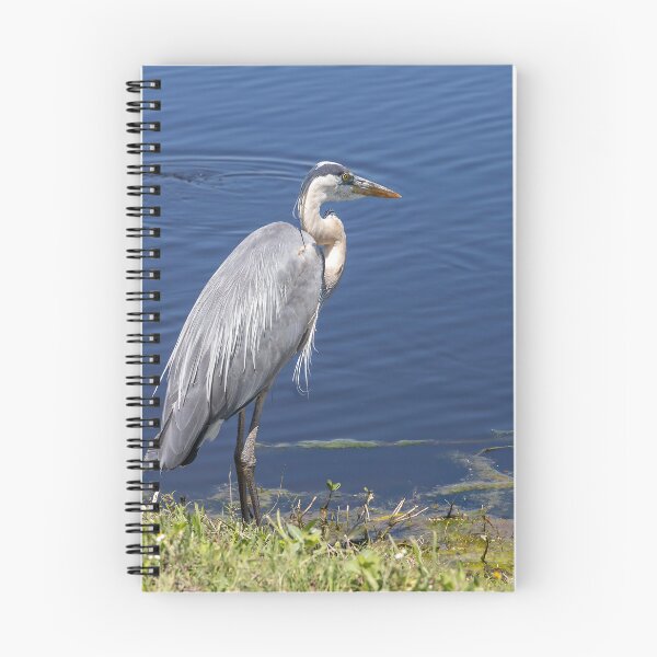 Item preview, Great Blue Heron at Lake Apopka 2 designed and sold by jrtwynam.