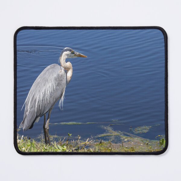 Item preview, Great Blue Heron at Lake Apopka 2 designed and sold by jrtwynam.
