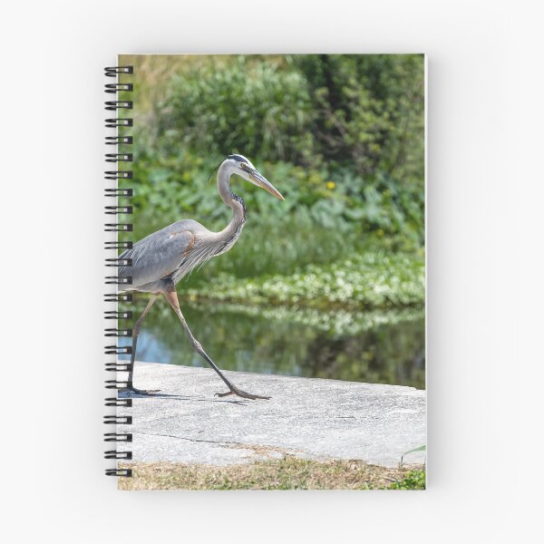 Item preview, Great Blue Heron at Lake Apopka 3 designed and sold by jrtwynam.