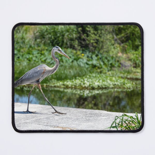 Item preview, Great Blue Heron at Lake Apopka 3 designed and sold by jrtwynam.
