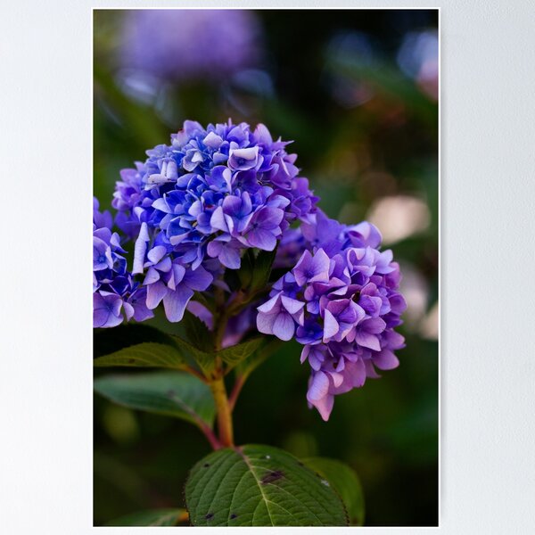 Item preview, Hydrangeas Wide View designed and sold by BugArtnDesign.