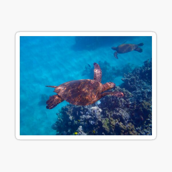 Item preview, Turtles underwater 3 designed and sold by Cblifeisgood.