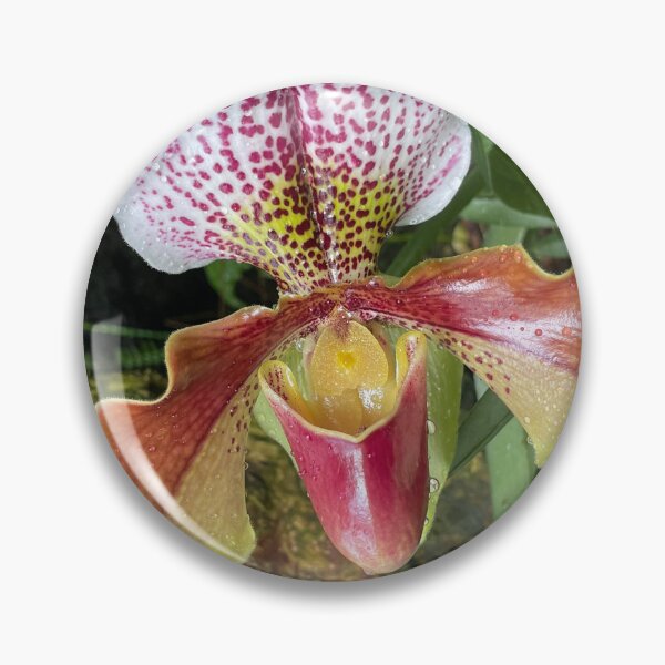Item preview, Water Droplets on an Orchid Blossom designed and sold by Bud, Blossom & Bloom.