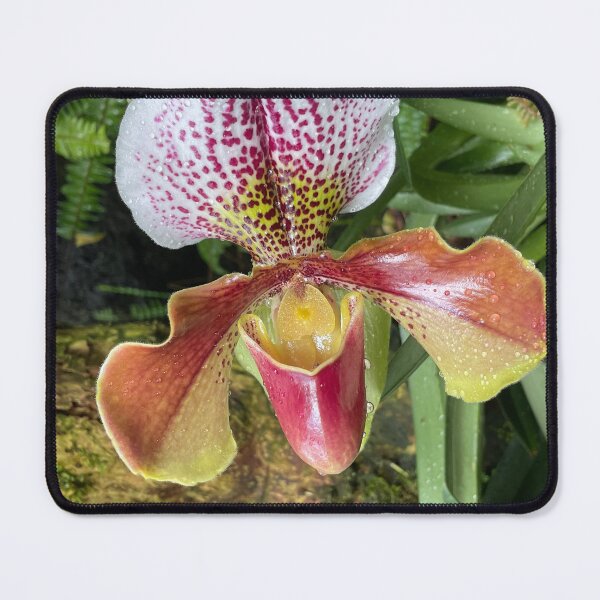 Item preview, Water Droplets on an Orchid Blossom designed and sold by Bud, Blossom & Bloom.