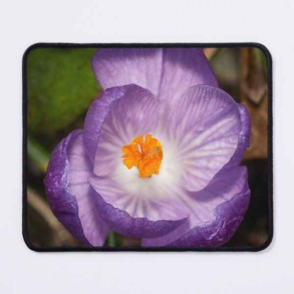 Item preview, Purple and orange Crocus designed and sold by Jouko Lehto Photography.