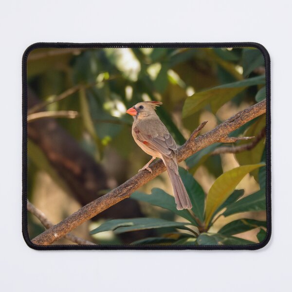 Item preview, Northern Cardinal in The Tropical Zone designed and sold by Debra Martz.