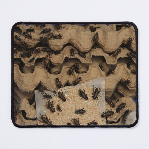 Item preview, Crickets feeding on their food! designed and sold by Jamesk82.