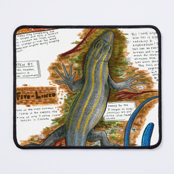 Item preview, American Five-Lined Skink Field Drawing designed and sold by Egertron.