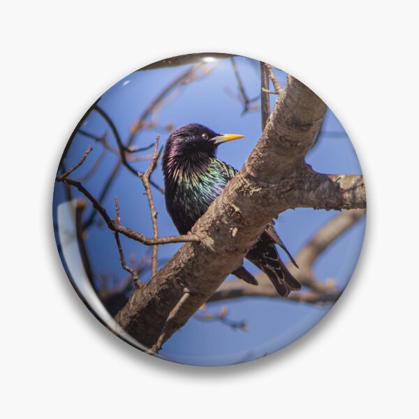 Item preview, Common Grackle is Uncommonly Beautiful designed and sold by Split2ndPhotos.