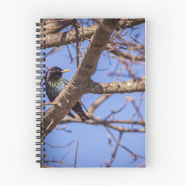 Item preview, Common Grackle is Uncommonly Beautiful designed and sold by Split2ndPhotos.
