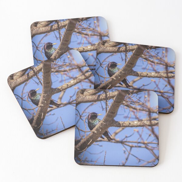 Item preview, Common Grackle is Uncommonly Beautiful designed and sold by Split2ndPhotos.