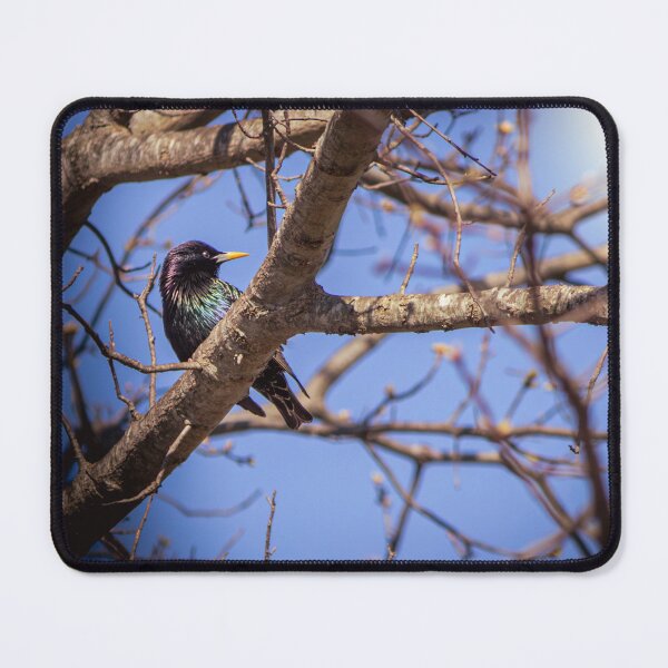 Item preview, Common Grackle is Uncommonly Beautiful designed and sold by Split2ndPhotos.