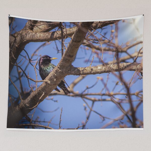 Item preview, Common Grackle is Uncommonly Beautiful designed and sold by Split2ndPhotos.