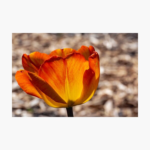 Item preview, Backlit orange and yellow tulip with soft background designed and sold by lisavonbiela.