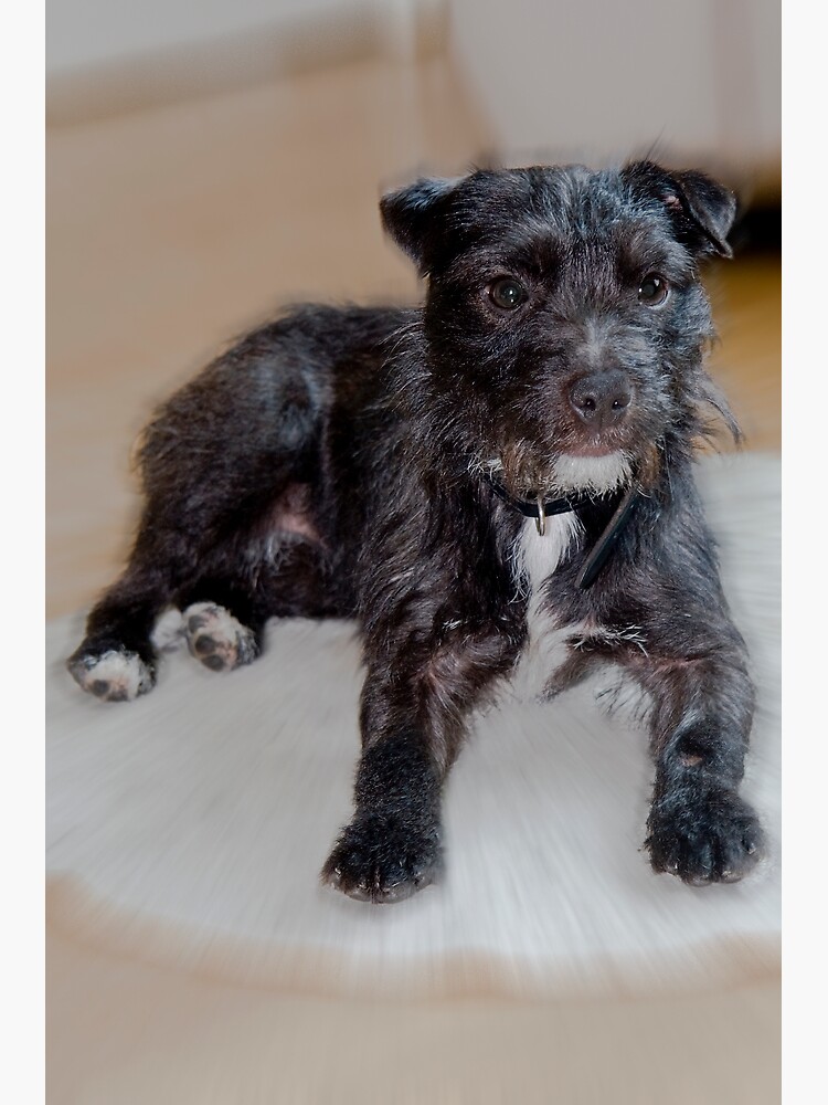 Miniature patterdale best sale