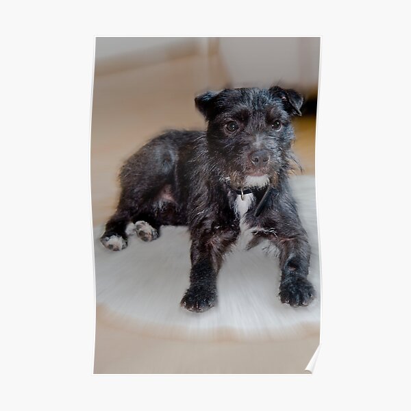 Bailey - Patterdale Terrier Poster