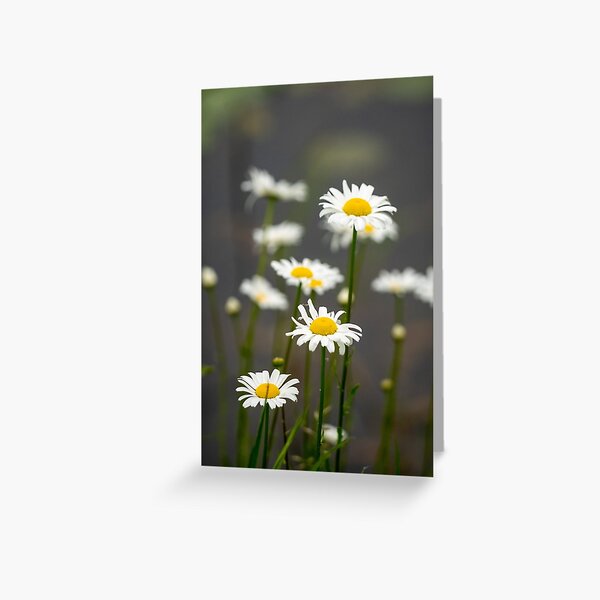Artikel-Vorschau von LLP Canada Kollektion Gänseblümchen, designt und verkauft von LokoLifePhotography.