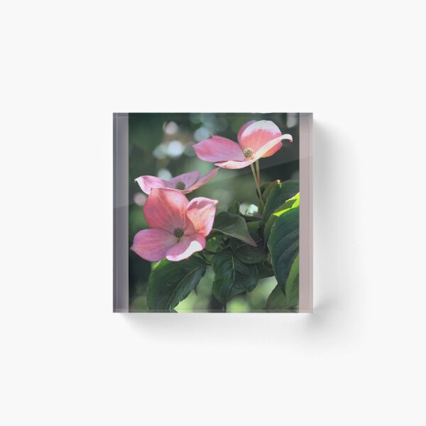 Item preview, Pink Flowering Dogwood designed and sold by T.J. Martin.