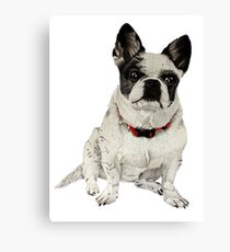 Black and White Frenchie Canvas Print